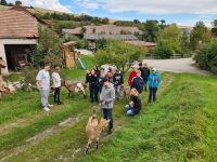 ziege2